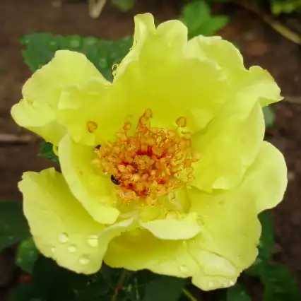 -18°C - Trandafiri - Tibet-Rose™ - 